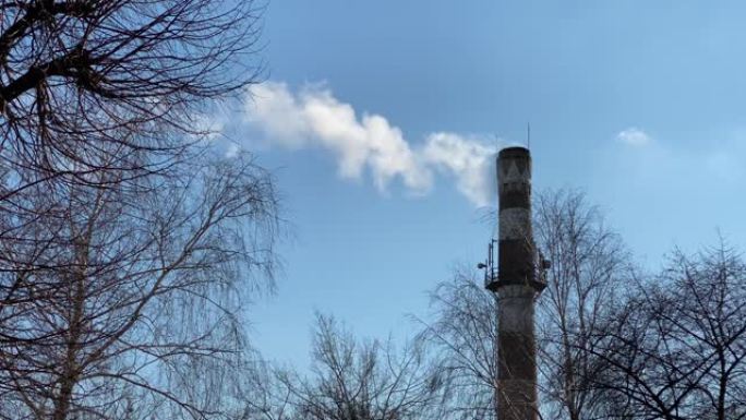 锅炉房旧老式砖管在蓝色晴朗的天空和冬季树木的背景下释放白色蒸汽和烟雾无叶