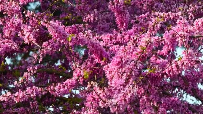 开花的犹大树在风中移动。春季