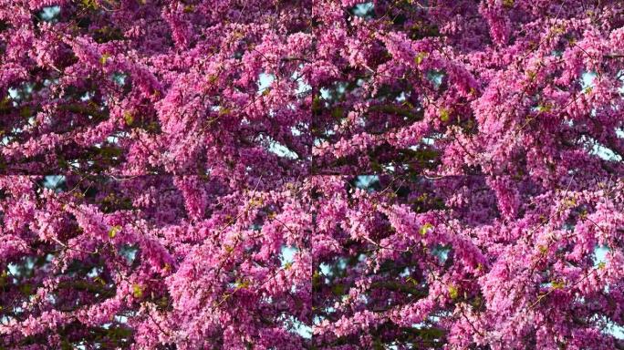 开花的犹大树在风中移动。春季