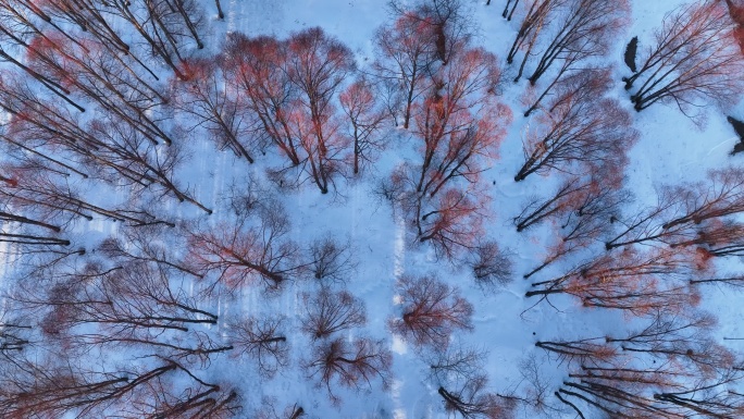 航拍早春雪原红柳林