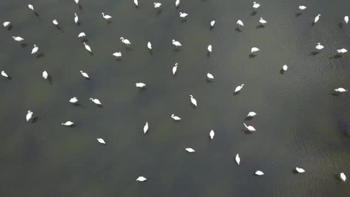 一群火烈鸟在浅泻湖里，天空倒影在水面上。