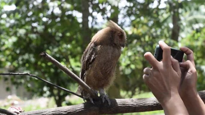女人为一只年轻的菲律宾角猫头鹰 (Otus megalotis) 拍摄智能手机照片，栖息在树枝上。
