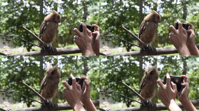 女人为一只年轻的菲律宾角猫头鹰 (Otus megalotis) 拍摄智能手机照片，栖息在树枝上。