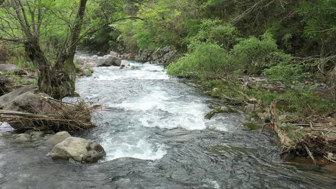 原始森林清澈溪涧流水