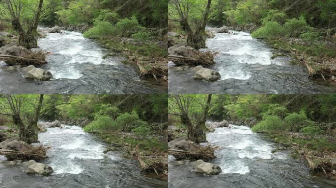 原始森林清澈溪涧流水