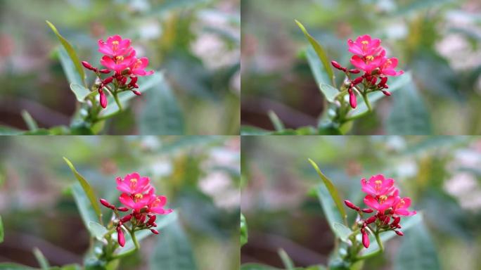 红色粉色观赏植物花卉特写镜头，选择性聚焦