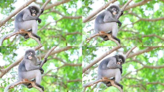 乌黑叶猴或眼镜叶猴，学名为Trachypithecus obscurus留在树枝上吃一些豆子