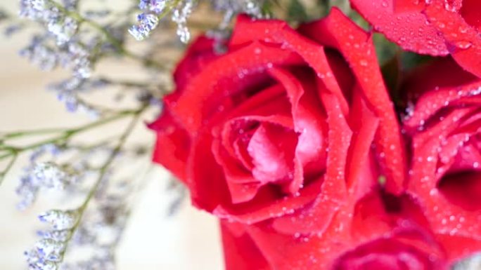 木桌上水滴盛开的红玫瑰花朵的平移镜头