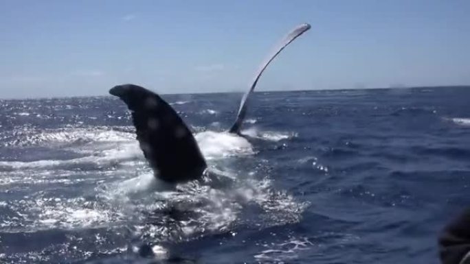 座头鲸鲸鱼在海洋中从水中挥出一条鳍。