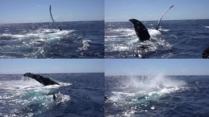 座头鲸鲸鱼在海洋中从水中挥出一条鳍。