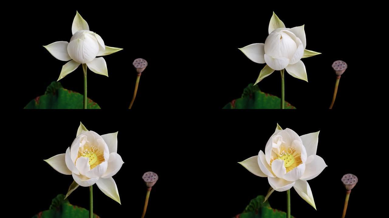 从芽到盛开的白色莲花的4k延时镜头孤立在黑色背景上，特写放大b卷拍摄侧视图。