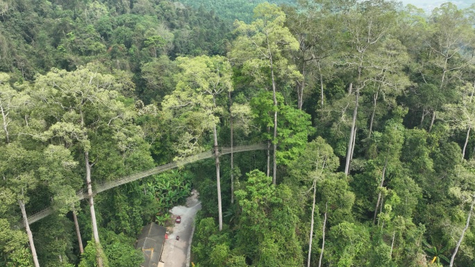 航拍西双版纳望天树地标