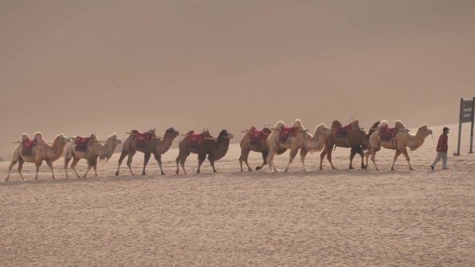 沙漠里骑骆驼