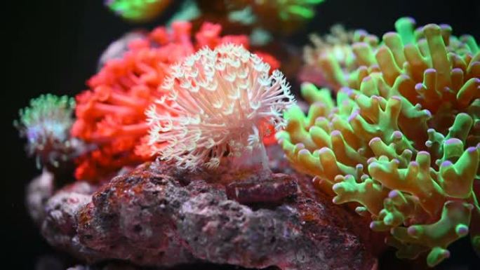 海洋水族馆与美丽的珊瑚特写
