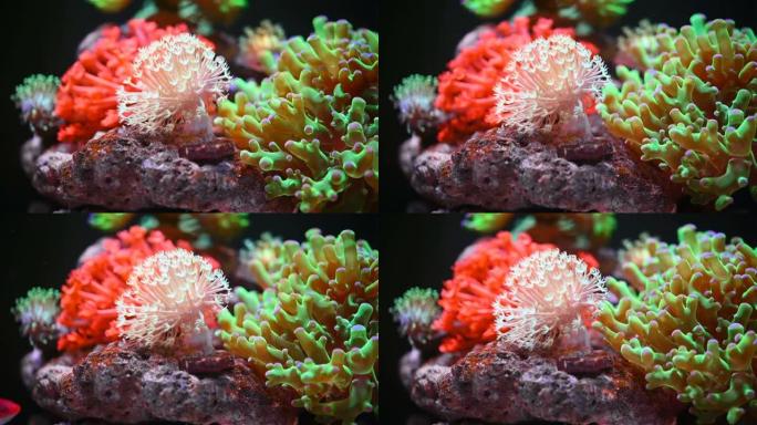 海洋水族馆与美丽的珊瑚特写