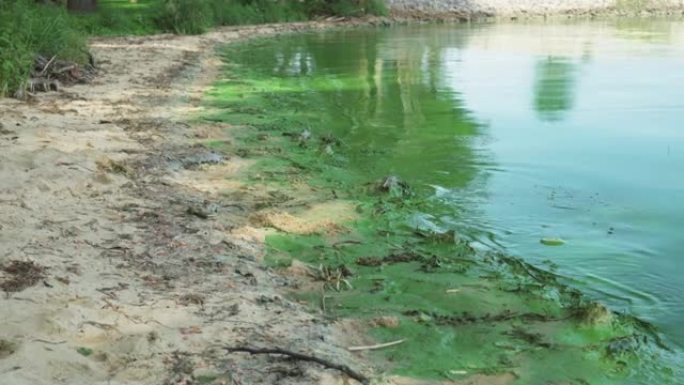 磷酸盐水污染问题。被污染的河流或湖岸覆盖着绿色厚厚的海藻层。鱼类和水生植物缺氧