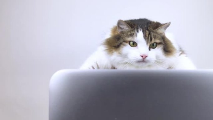 概念。猫在电脑前。小猫看新闻并做出反应。远程工作和自由职业者。观看新闻，工作或业务引起的情绪。特写