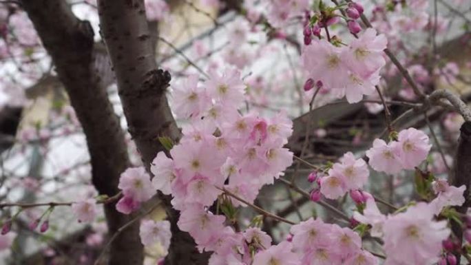 春暖花开的樱花树