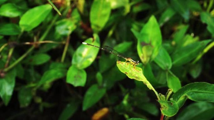 栖息在绿叶上的针蜻蜓，非常适合电影视频，旅行和纪录片