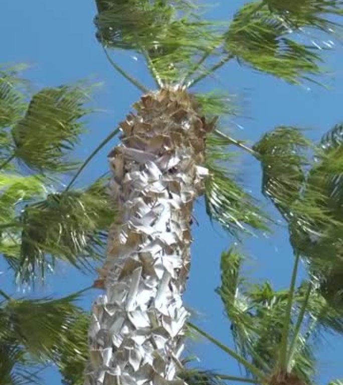 夏天的地中海棕榈树。晴天从下往上看天空