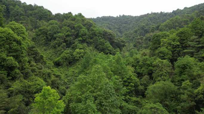 俯瞰绿色原始森林