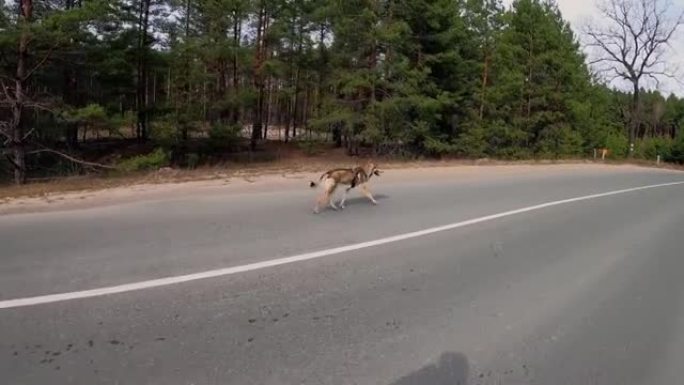 捷克斯洛伐克狼狗沿着森林道路奔跑