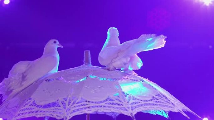 两只可爱的白鸽坐在旋转蕾丝雨伞上。训练有素的马戏团鸟类在明亮的蓝光中表演。拥有美丽白色羽毛的鸟类以慢