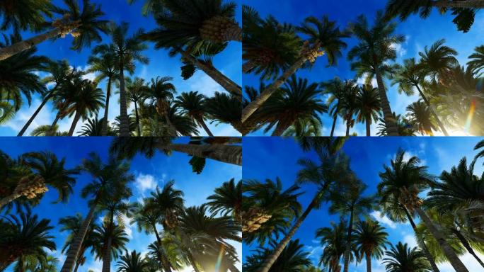 望着蓝天的棕榈树顶