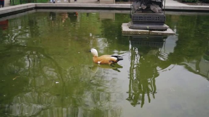 一只鸭子在公园的池塘里游泳，在水面上转圈。近距离射击一只鸟。