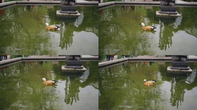 一只鸭子在公园的池塘里游泳，在水面上转圈。近距离射击一只鸟。