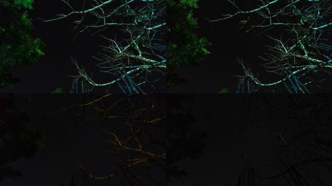 森林枯树上星空的低角度视图，延时视频