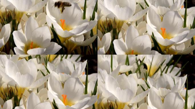 外面生长的白番红花上的蜜蜂。在神奇绽放的春天的花朵番红花。选择性聚焦。春园。选择性聚焦。