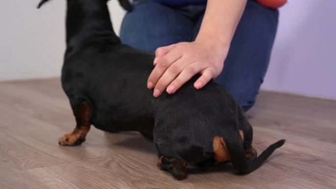 培训师教腊肠犬正确坐下并躺下，用手向后握住狗，后视，特写。干处理以奖励良好行为作为积极强化