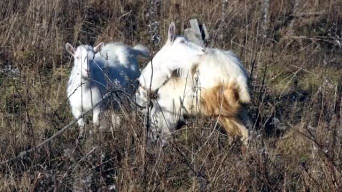 两只国内的白山羊在干燥的春天潘帕斯草上吃草。铃铛的白山羊痒