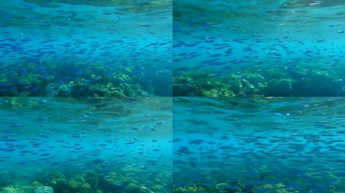 一大群小鱼在珊瑚礁附近的蓝色水面下游泳。海洋中的水下生物。摄像机跟随鱼群移动 (4k-60pfs)。