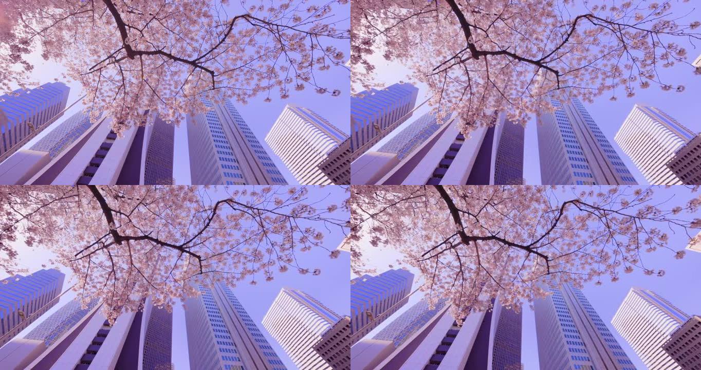 城市盛开的樱花唯美粉色的花树仰拍