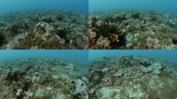台湾海底美丽的珊瑚群落