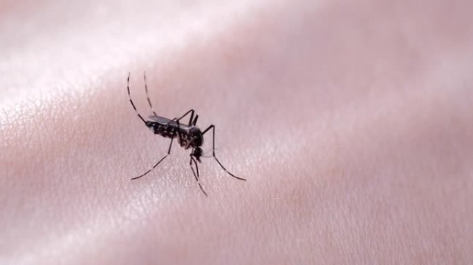 蚊子试图将针头插入皮肤的视频。