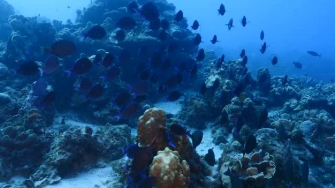 库拉索岛周围加勒比海珊瑚礁绿松石水中的蓝塘学校海景