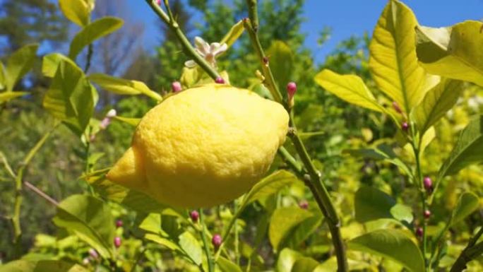 柠檬树上生长的新鲜柠檬