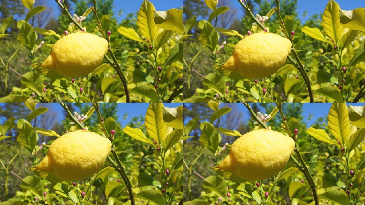 柠檬树上生长的新鲜柠檬