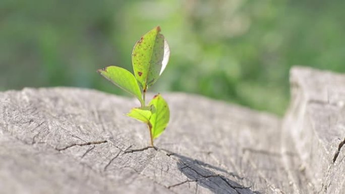 红苹果长在树枝上。垂直视频