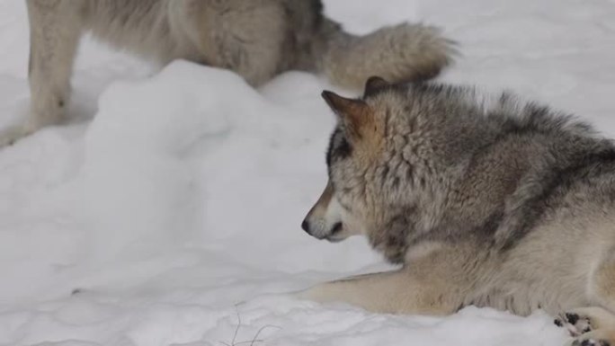 大灰狼在冬天照顾对手和危险或在森林中休息