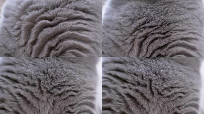 英国家养纯种猫的厚，有光泽，密的灰色羊毛。特写。4K
