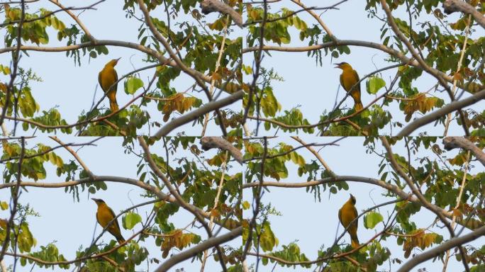 黑枕黄鹂栖息在树枝上