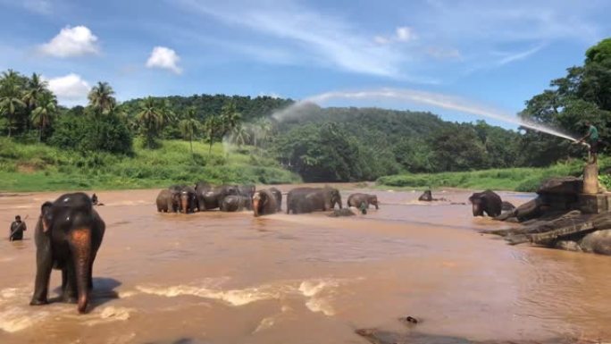 在斯里兰卡的河里洗澡的大象