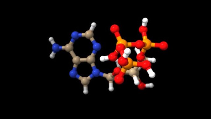 三磷酸腺苷 (ATP) 的动画3D球棒和空间模型，黑色背景