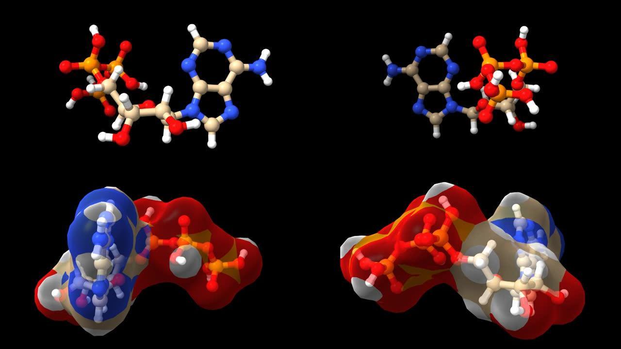三磷酸腺苷 (ATP) 的动画3D球棒和空间模型，黑色背景