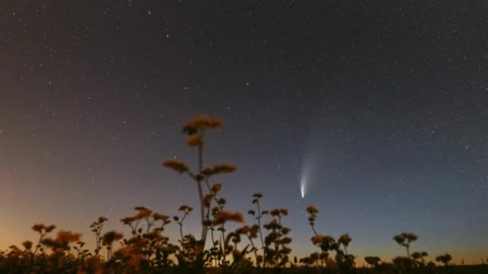 彗星Neowise C 2020 F3在开花荞麦上方的夜星天空。7月月的夜星。彗星在104万公里的距