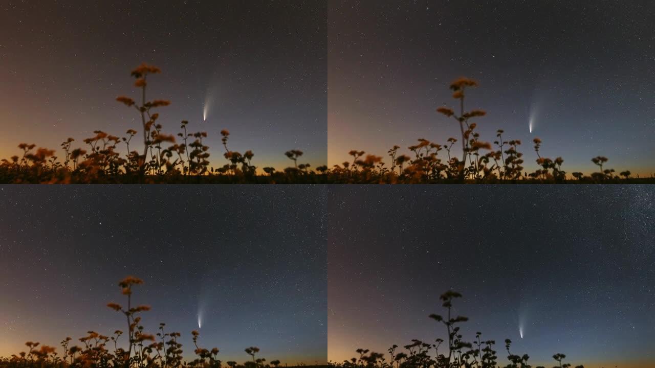 彗星Neowise C 2020 F3在开花荞麦上方的夜星天空。7月月的夜星。彗星在104万公里的距